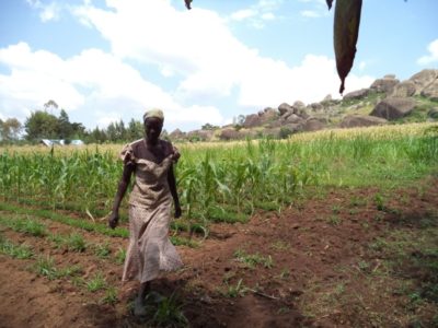 Kenya woman standing in a field with corn stalks in the background under a midday sun. 